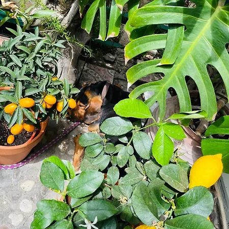 Rex - Bebeka's Захаро