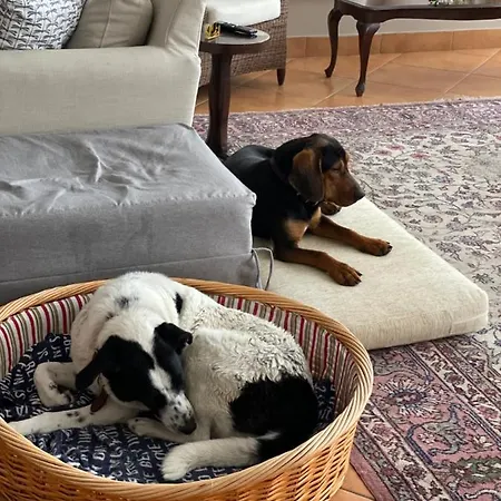 Rex - Bebeka's Захаро