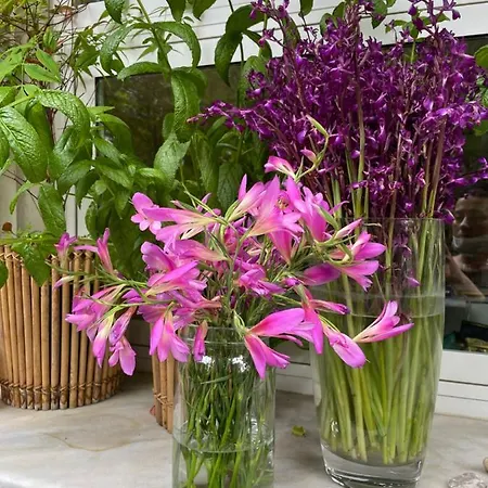 Rex - Bebeka's Захаро