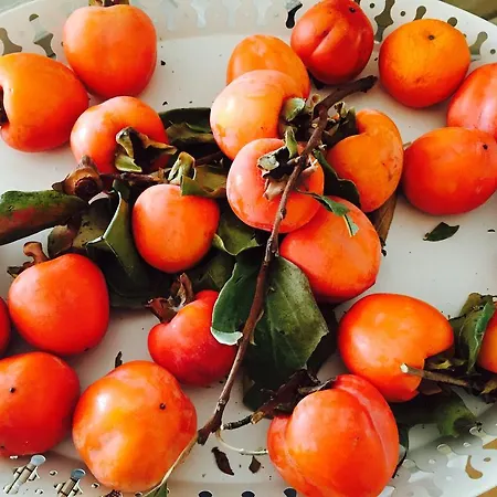 Rex - Bebeka's Ξενοδοχείο Ζαχάρω