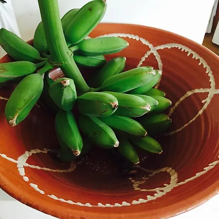 Rex - Bebeka's Ζαχάρω