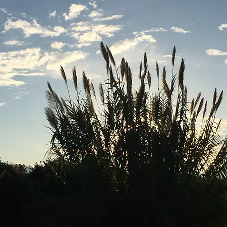 Отель Rex - Bebeka's