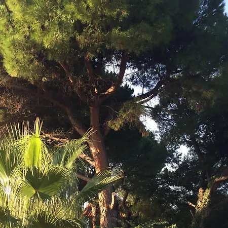 Rex - Bebeka's Захаро