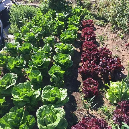 Rex - Bebeka's Ξενοδοχείο Ζαχάρω