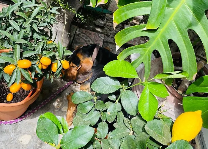 Rex - Bebeka's Zacharo