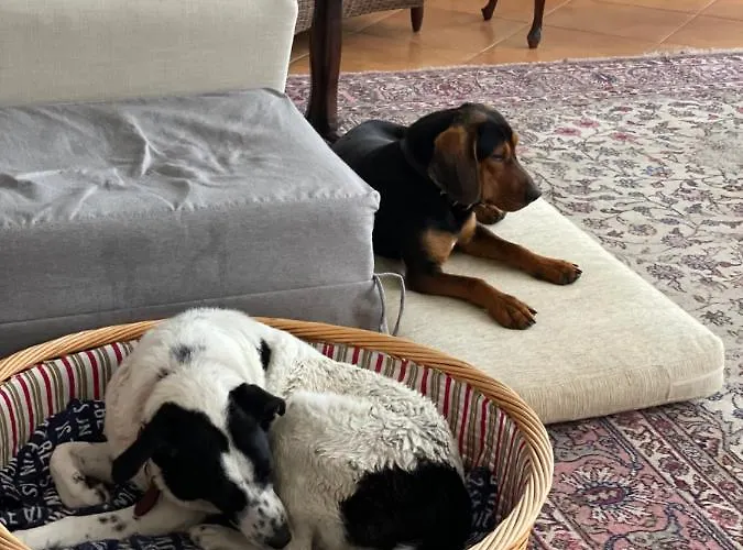 Rex - Bebeka's זכארו