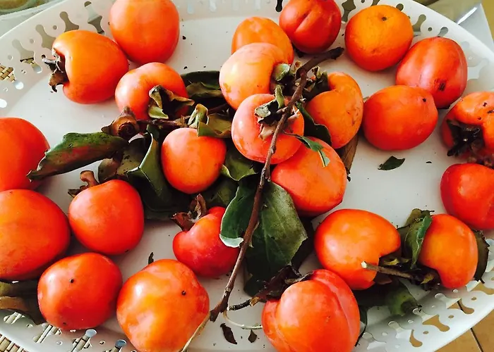 Rex - Bebeka's Hotel Zacharo