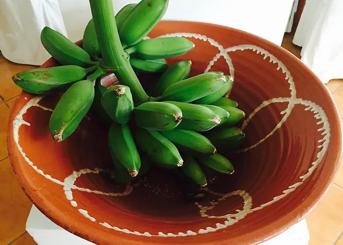 Rex - Bebeka's Zacharo