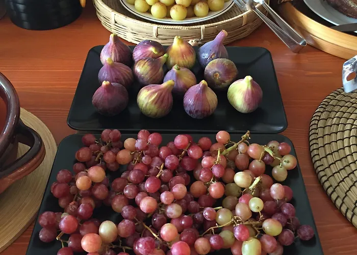 Rex - Bebeka's Hotel