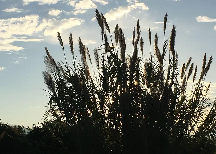 Hotel Rex - Bebeka's