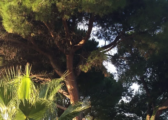 Rex - Bebeka's Zacharo