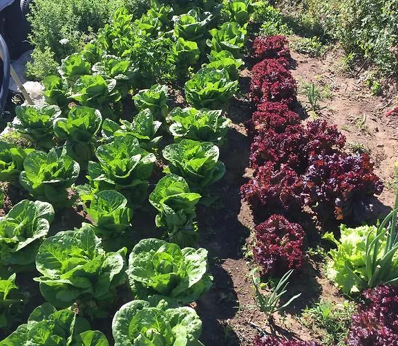 Rex - Bebeka's Hotel Zacharo